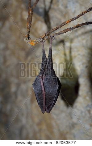 Lesser Horseshoe Bat (Rhinolophus hipposideros)
