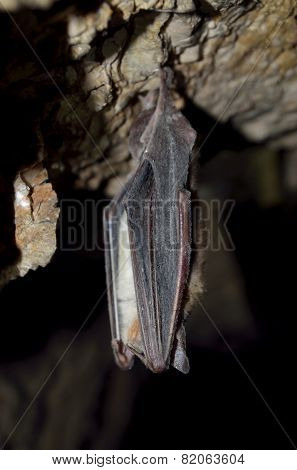 Lesser mouse-eared bat (Myotis blythii)