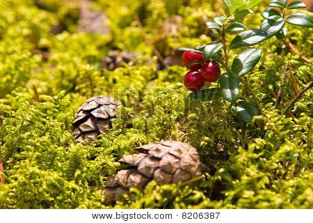 Preiselbeer (Vaccinium Vitis Idaea)