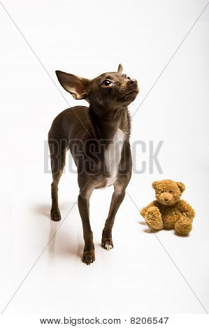 Фото смешные любопытная(ый) игрушка терьер собака смотрит вверх. Белый фон