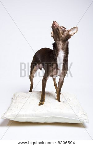 Фото смешные любопытная(ый) игрушка терьер собака играет с подушкой. Белый фон