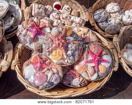 Assorted Shells