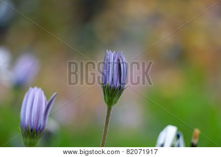 Beautiful purple flowers in a garden.