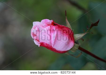 Beautiful pink rose in a garden