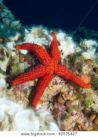 Red Starfish