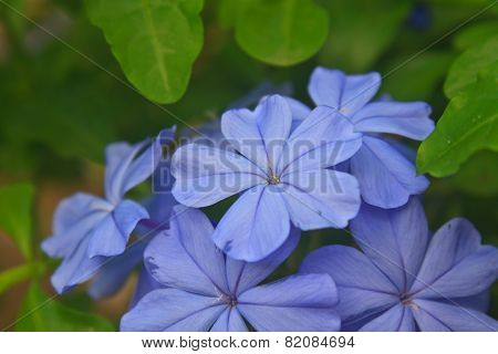Verbena Flower In Garden