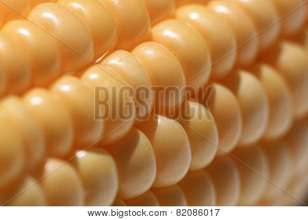 Corn Cob Seeds