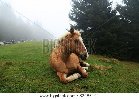 Horse Sitting On Grass In Mist