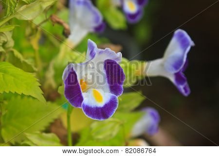 Bluewings in the garden or nature park