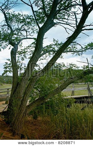 Reaching Tree