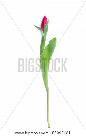 Red tulip