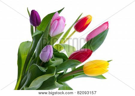 Colorful tulips