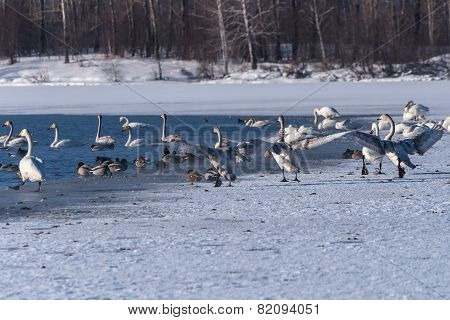 Swan Lake Winter Birds Dance