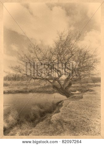 Tree next to a Pond