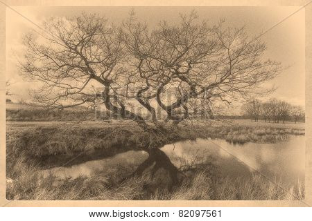 Tree by a Pond