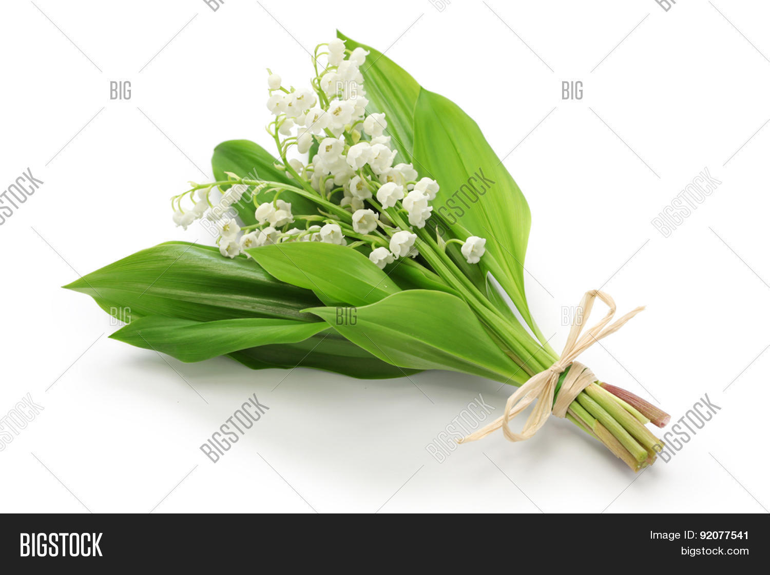 Lily of valley twitch. Lily of the valley манхвы. Дюрер ландыши. Шелк ландыши. Ар нуво цветы.