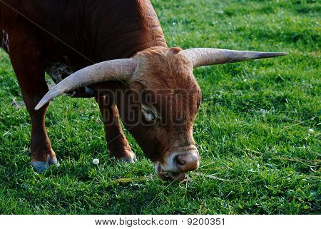 Longhorn kormányozni
