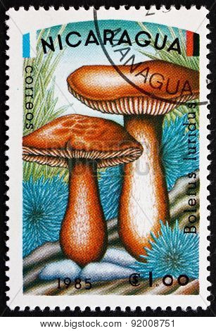 Postage Stamp Nicaragua 1985 Boletus Luridus, Mushroom