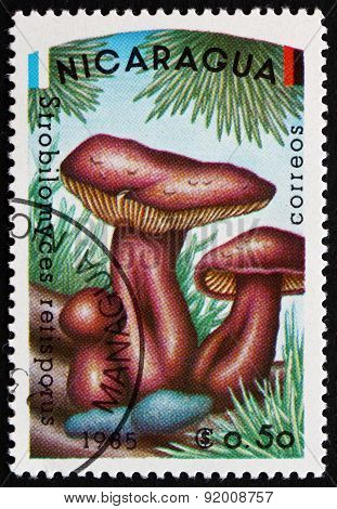 Postage Stamp Nicaragua 1985 Strobilomyces Retisporus, Mushroom