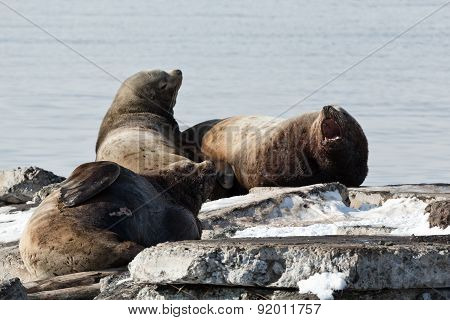 Rookery Steller Sea Lion Or Northern Sea Lion. Kamchatka, Avacha Bay
