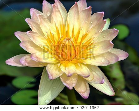 Lotus