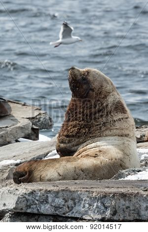 Rookery Northern Sea Lion Or Steller Sea Lion. Kamchatka, Avachinskaya Bay