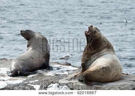 Rookery Northern Sea Lion Or Steller Sea Lion. Kamchatka Peninsula, Avachinskaya Bay