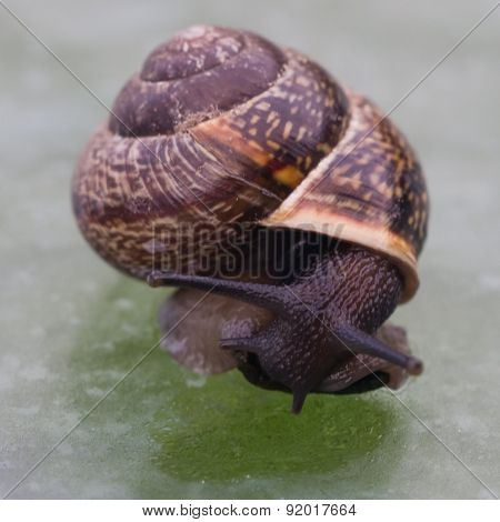 Small Snail On The Glass Table