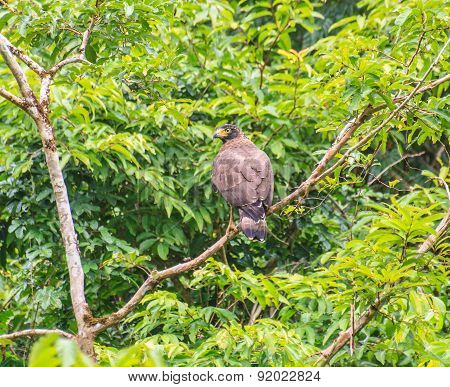 Crested Serpent Eagle resting on a perch