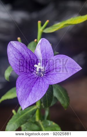 Closeup of purple flowers