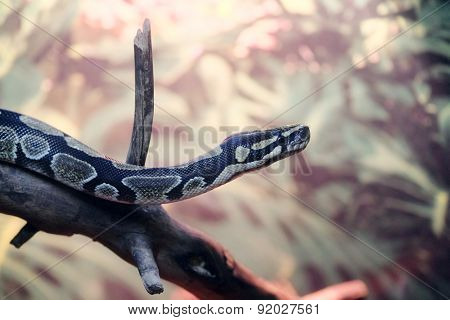 The image of a snake