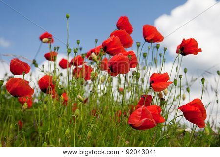 poppy seed flowering