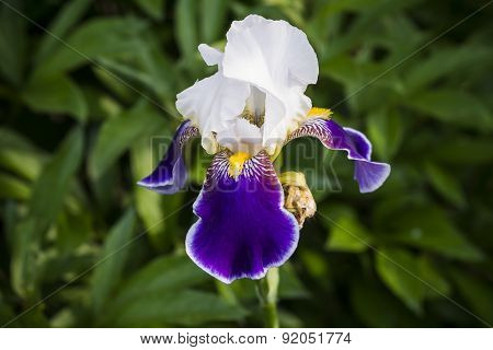 Purple iris flower