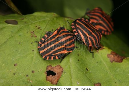 Strip Bugs (Graphosoma lineatum)