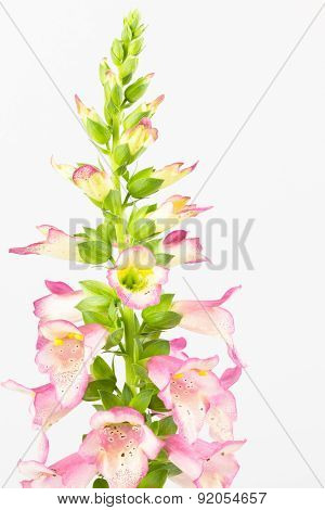 Foxglove Flower Spike