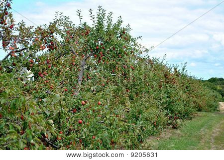Apple Orchard