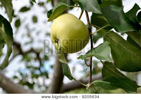 Manzana verde en un árbol