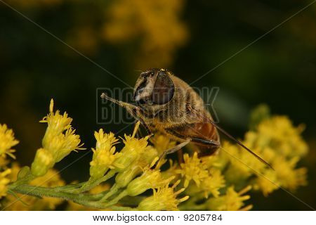 Fly