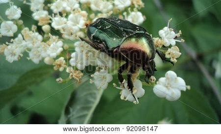 chafer