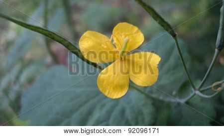 Yellow flower of four petals