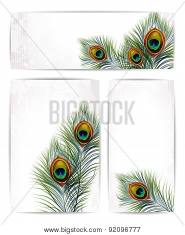Set of vector peacock feathers with space for text. EPS 10