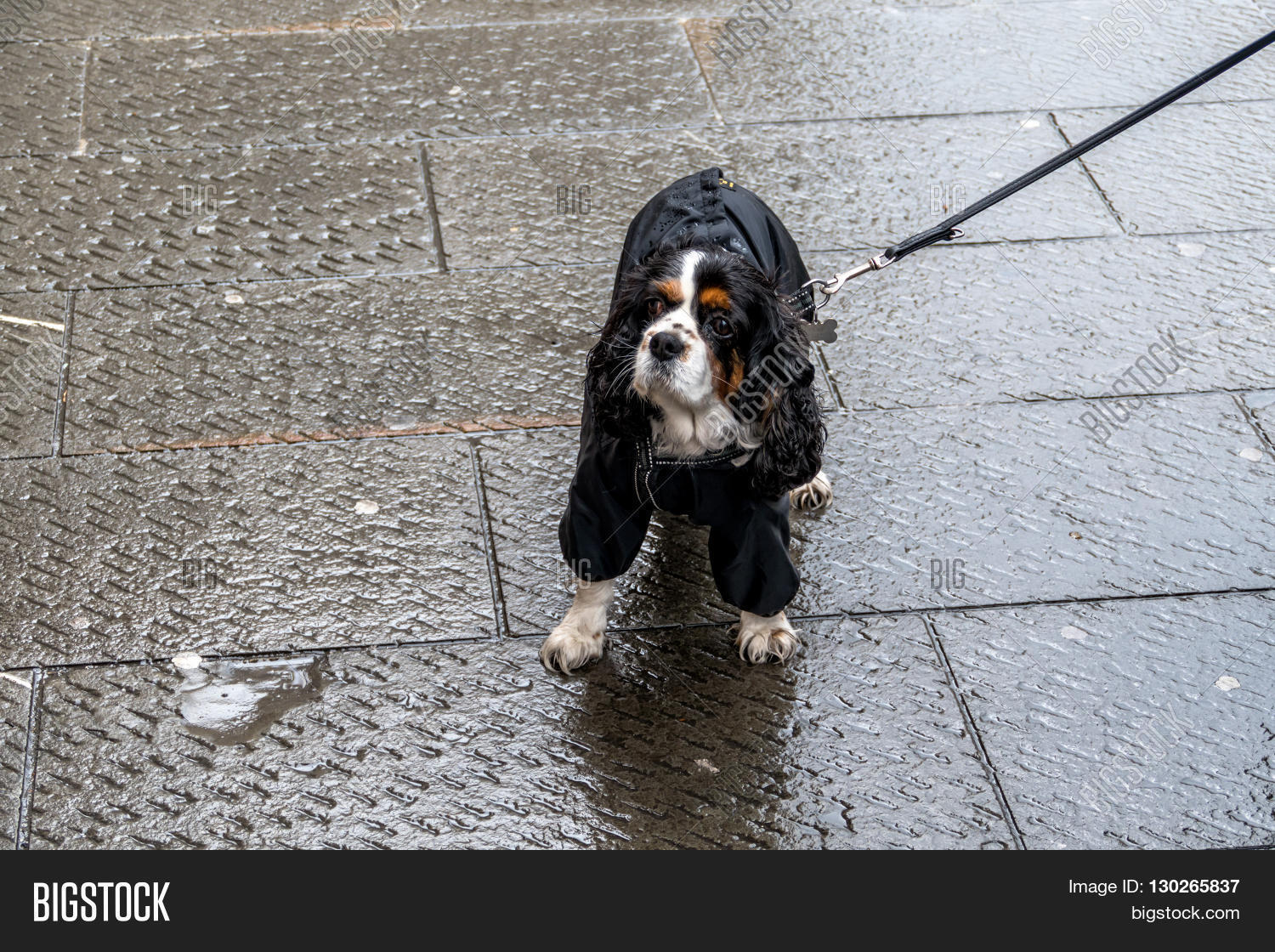 Dog Rain Image & Photo (Free Trial) Bigstock