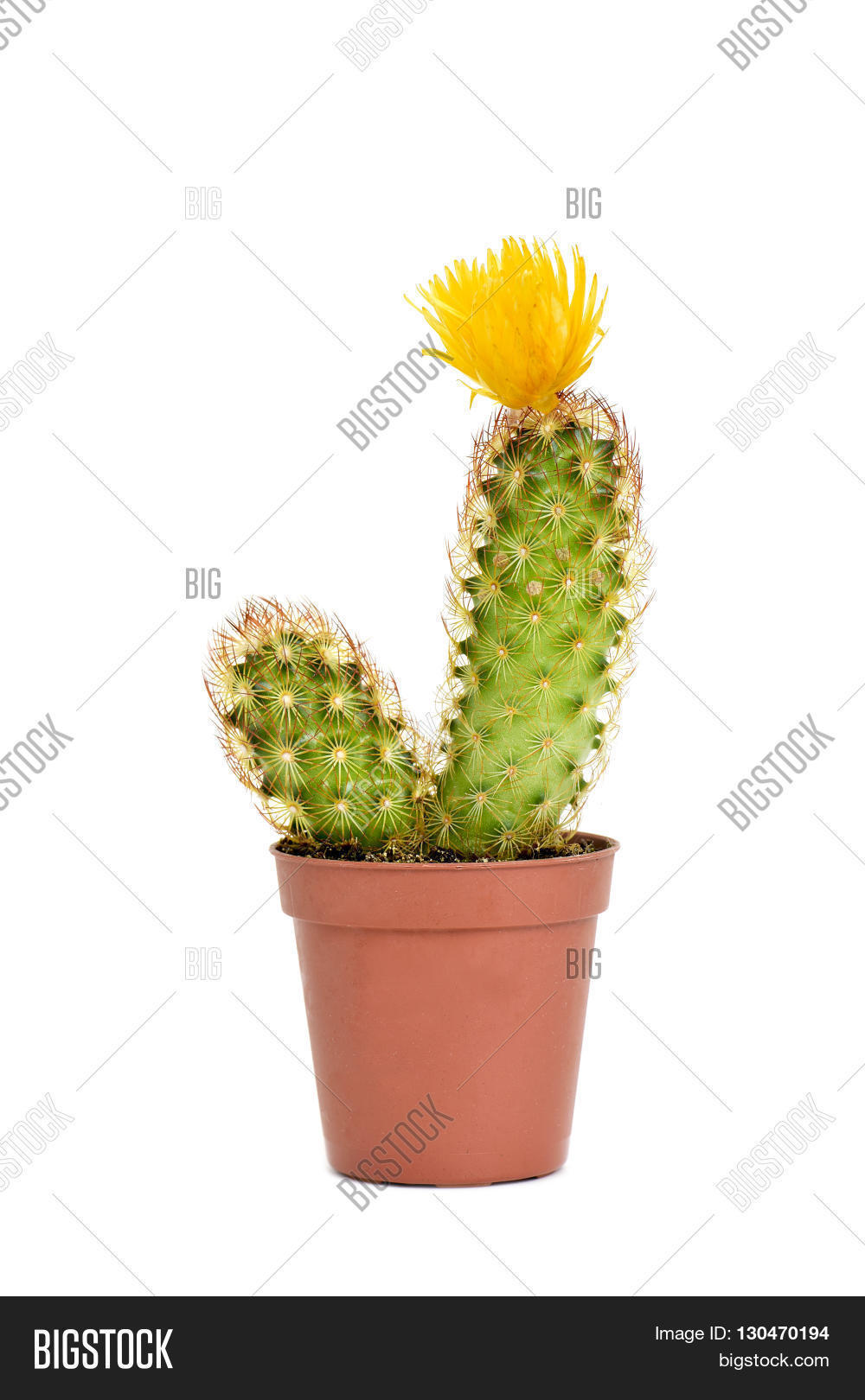 Ladyfinger Cactus Image & Photo (Free Trial) Bigstock