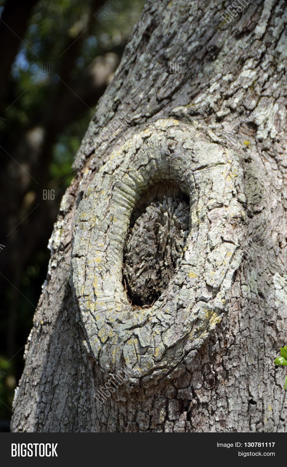 Tree Knot On Live Oak Image & Photo (Free Trial) Bigstock
