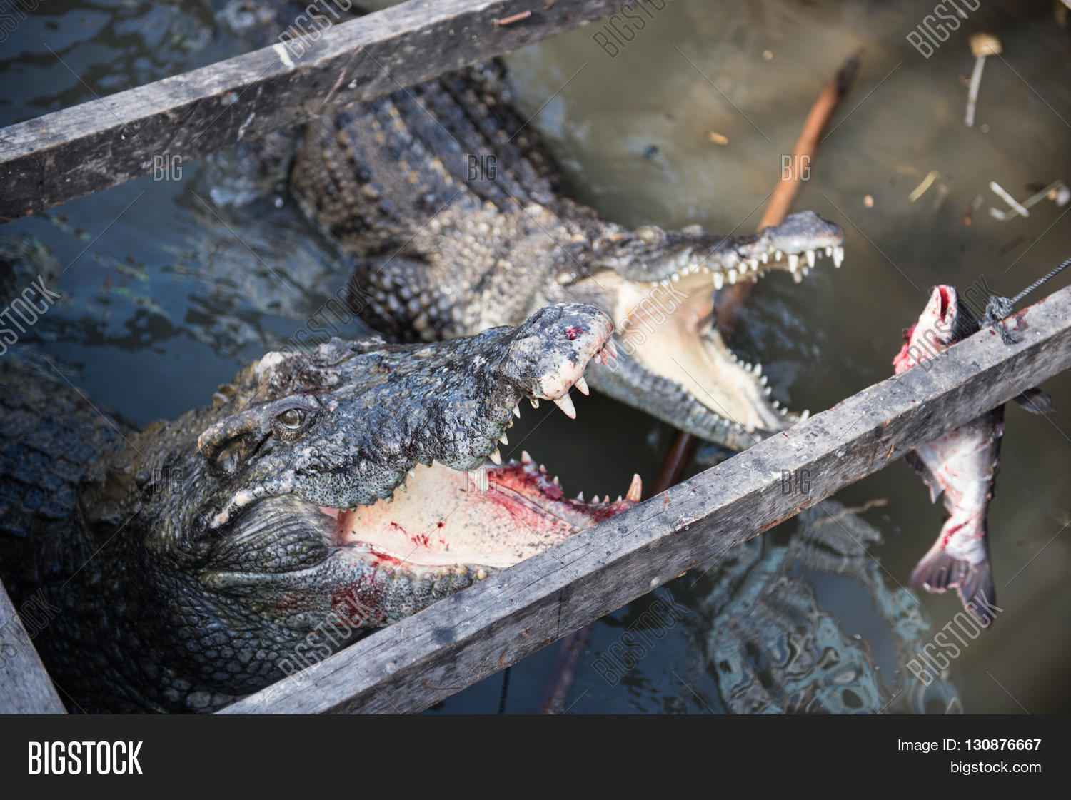 Crocodiles Water Being Image & Photo (Free Trial) Bigstock