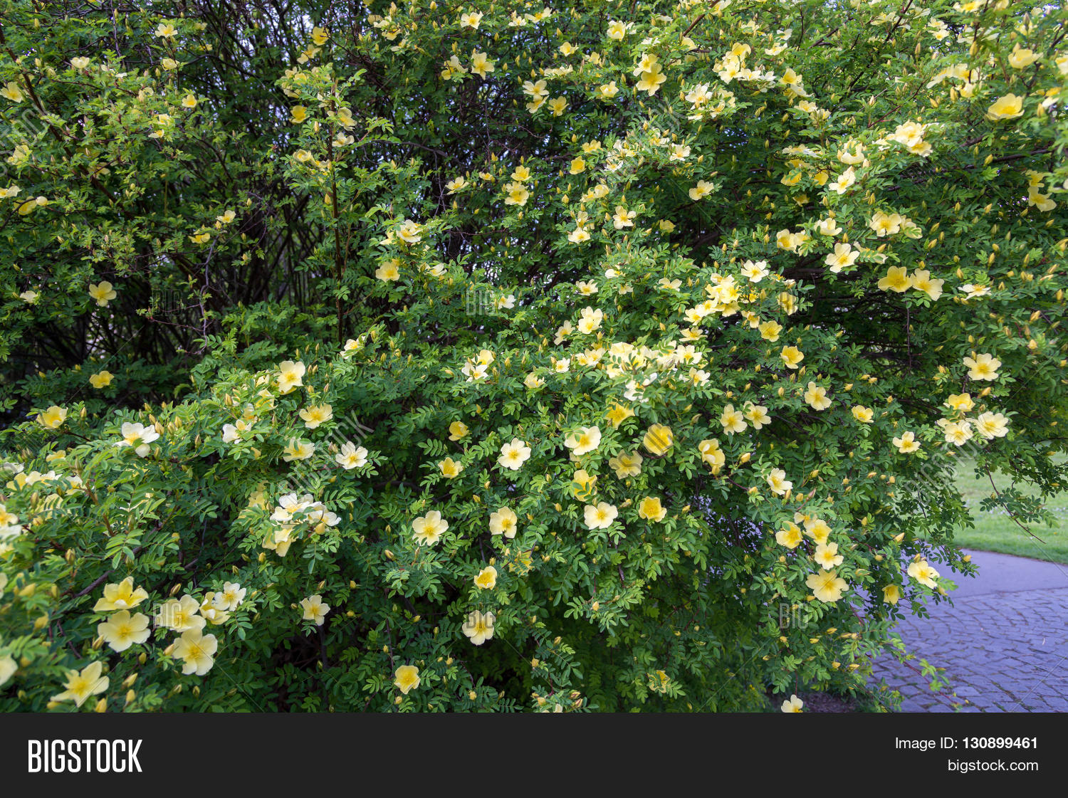Wild Rose Bush Yellow Image & Photo (Free Trial) Bigstock