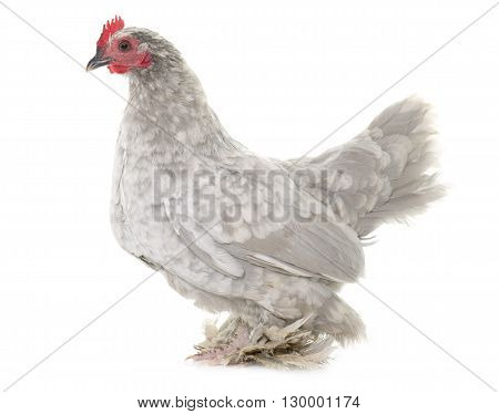 Booted Bantam in front of white background