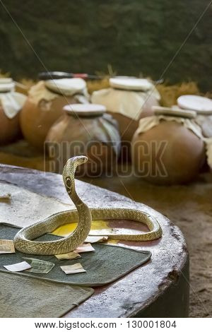 Indian cobra snake venomous charmed for show Tamil Nadu