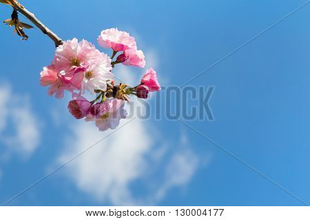 Closeup of dainty pink spring blossom on a young Prinus serrulata or Japanese flowering cherry sapling against a cloudy blue sky