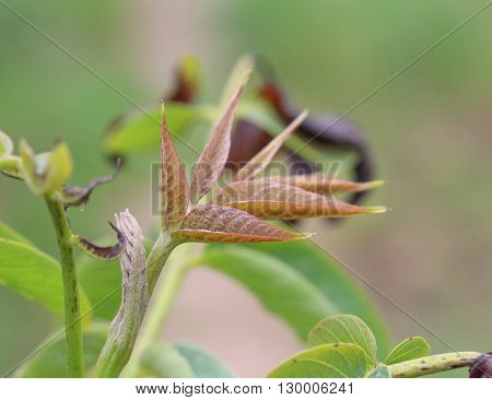 picture of a young leaves of a walnut tree